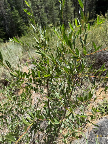iNaturalist observation photo of Bitter cherry