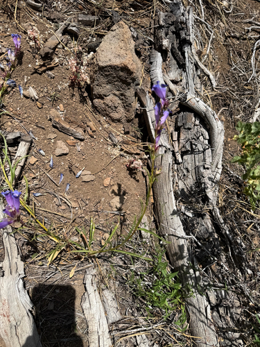 iNaturalist observation photo of beardtongues