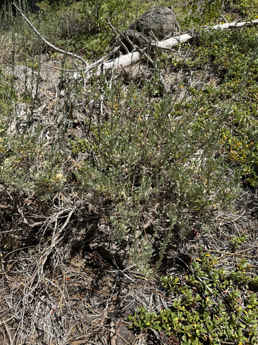 iNaturalist observation photo of wormwoods and sagebrushes