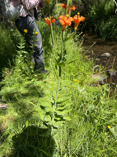 iNaturalist observation photo of Sierra Tiger Lily
