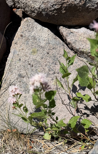 iNaturalist observation photo of Western Snakeroot