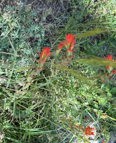iNaturalist observation photo of wavyleaf paintbrush