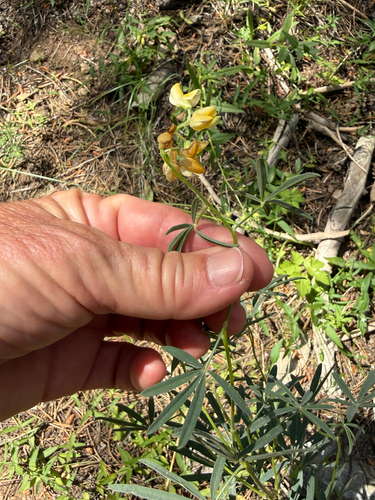 iNaturalist observation photo of Narrowflower Lupine