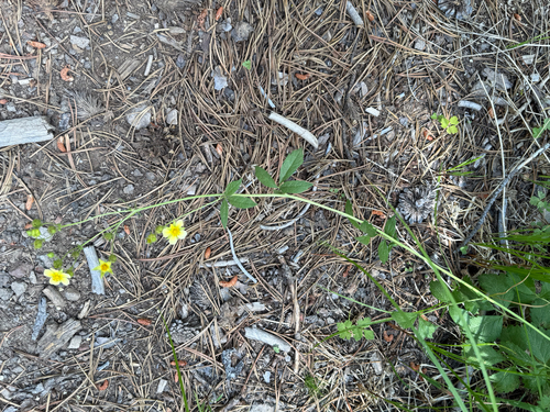 iNaturalist observation photo of Drymocallis