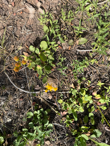iNaturalist observation photo of Rocky Mountain groundsel