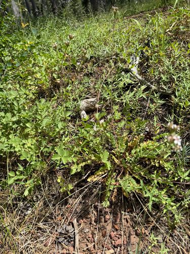 iNaturalist observation photo of pinewoods horkelia