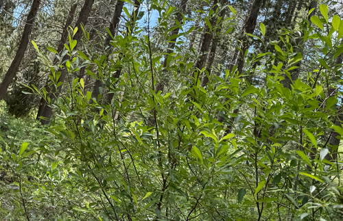 iNaturalist observation photo of Scouler's willow