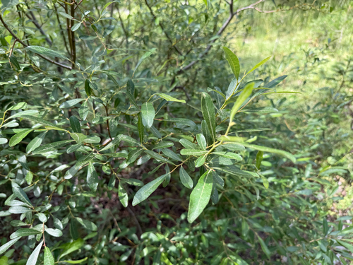 iNaturalist observation photo of Scouler's willow