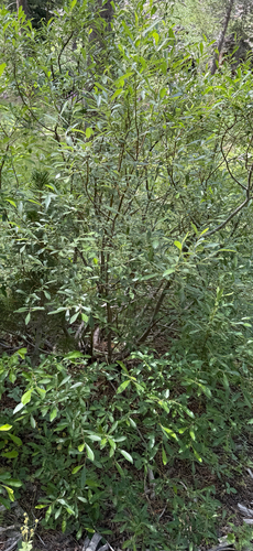 iNaturalist observation photo of Scouler's willow
