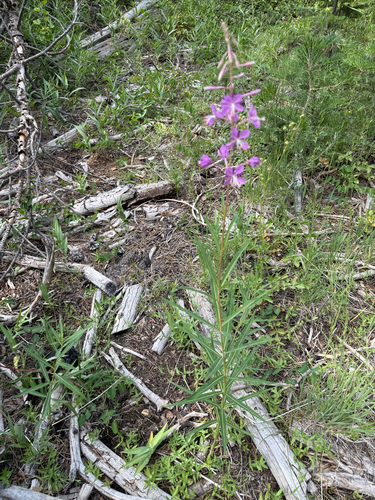 iNaturalist observation photo of fireweed
