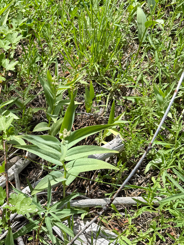 iNaturalist observation photo of star-flowered lily-of-the-valley