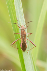 Image of Neomegalotomus parvus