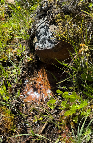 iNaturalist observation photo of Fungi Including Lichens