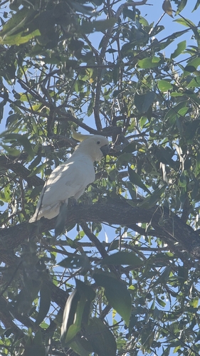 Sulphur-crested Cockatoo
