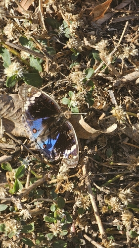 Blue Pansy
