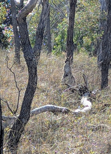 Red-necked Wallaby