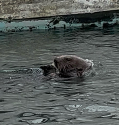 Sea Otter observed by polinabee