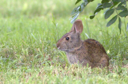 Marsh Rabbit observed by humblegecko