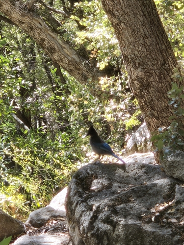 iNaturalist observation photo of Steller's Jay