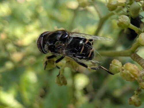 Eristalinus tarsalis