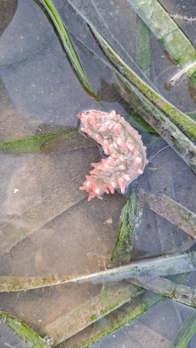 Thorny Sea Cucumber