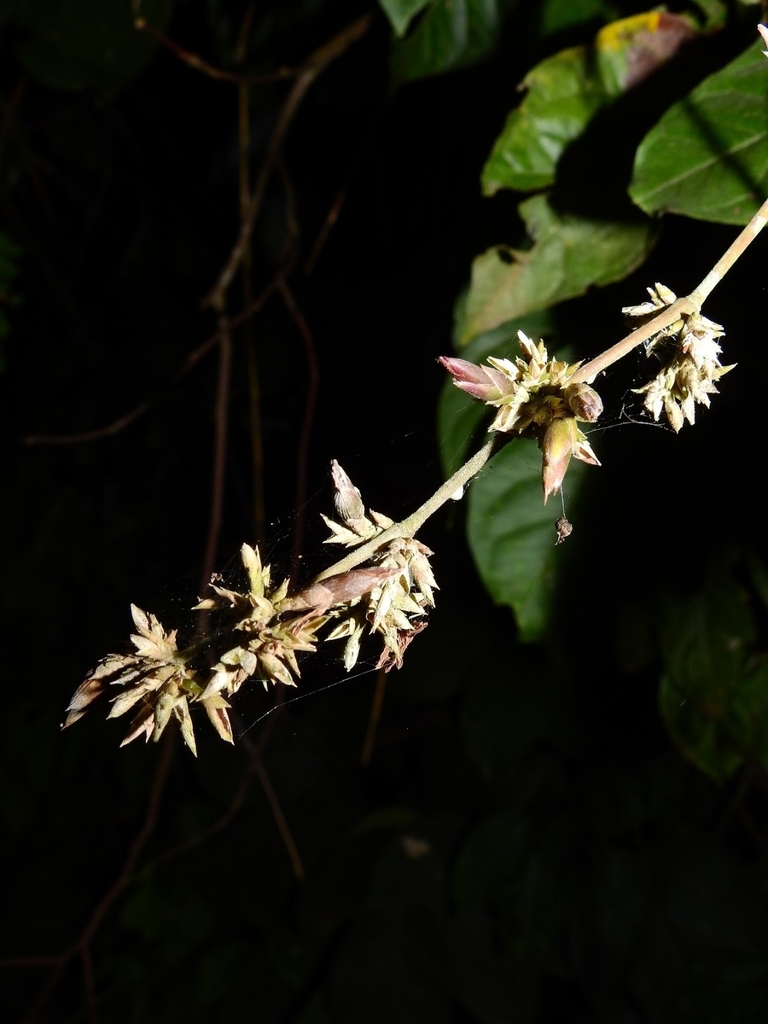 Guadua weberbaueri