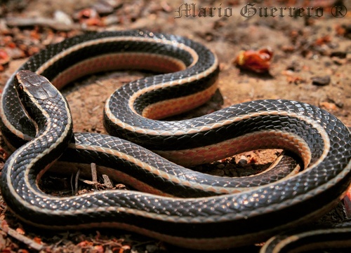 Pine-Oak Snake