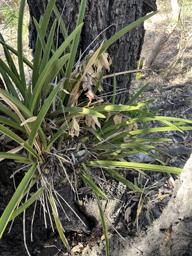 Channelled boat-lip orchid