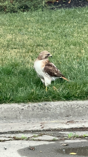 Red-tailed Hawk observed by nateac11