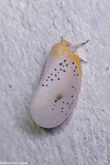 Image of Poekilloptera phalaenoides