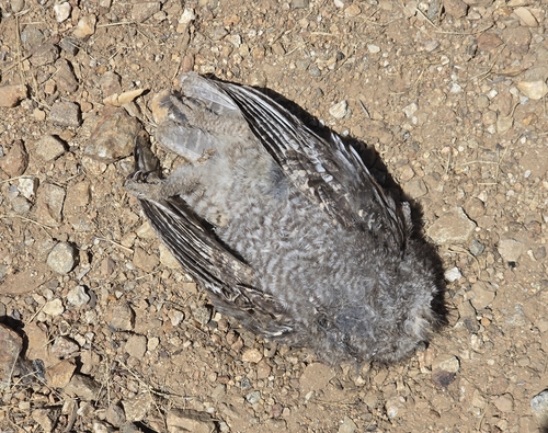 Western Screech-Owl observed by billhubick