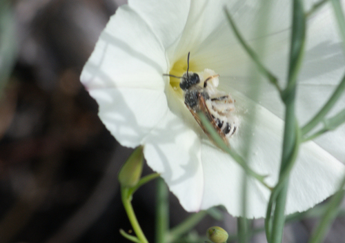 iNaturalist observation photo of Furrow Bees