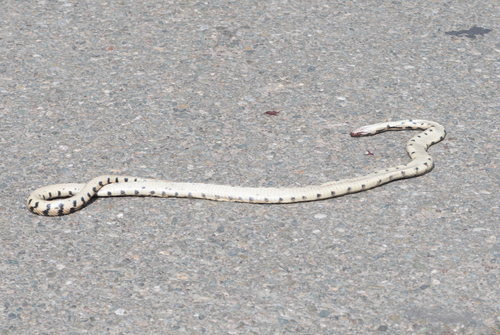 iNaturalist observation photo of Gopher Snake