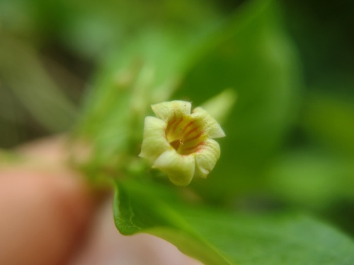 climbing dogbane