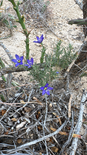 Prickleaf Gilia