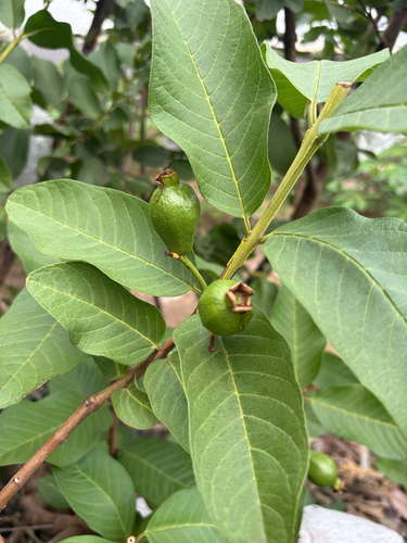 Common guava