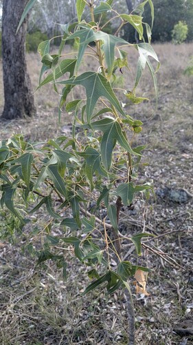 kurrajong