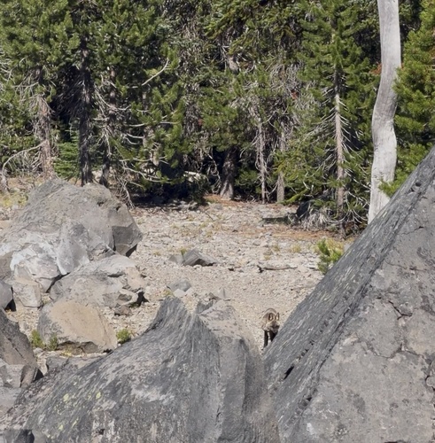 Sierra Nevada Red Fox observed by awolfinthewild