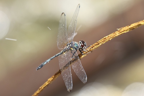 Emerald Cascader