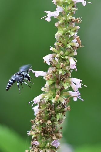 Himalayan Cloak-and-dagger Bee
