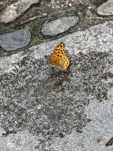 Tropical Fritillary