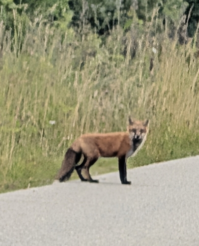 Red Fox observed by naturalistcait