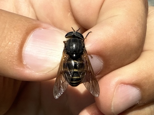 Yellowjacket Horse Fly