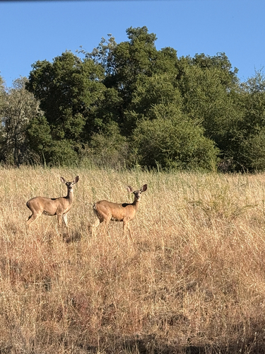 iNaturalist observation photo of Mule Deer