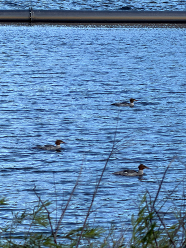 Common Merganser observed by annikaneve