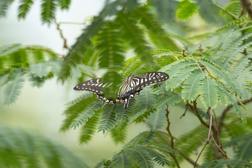 Chinese Yellow Swallowtail