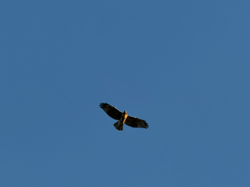 Red-tailed Hawk observed by katerabuck