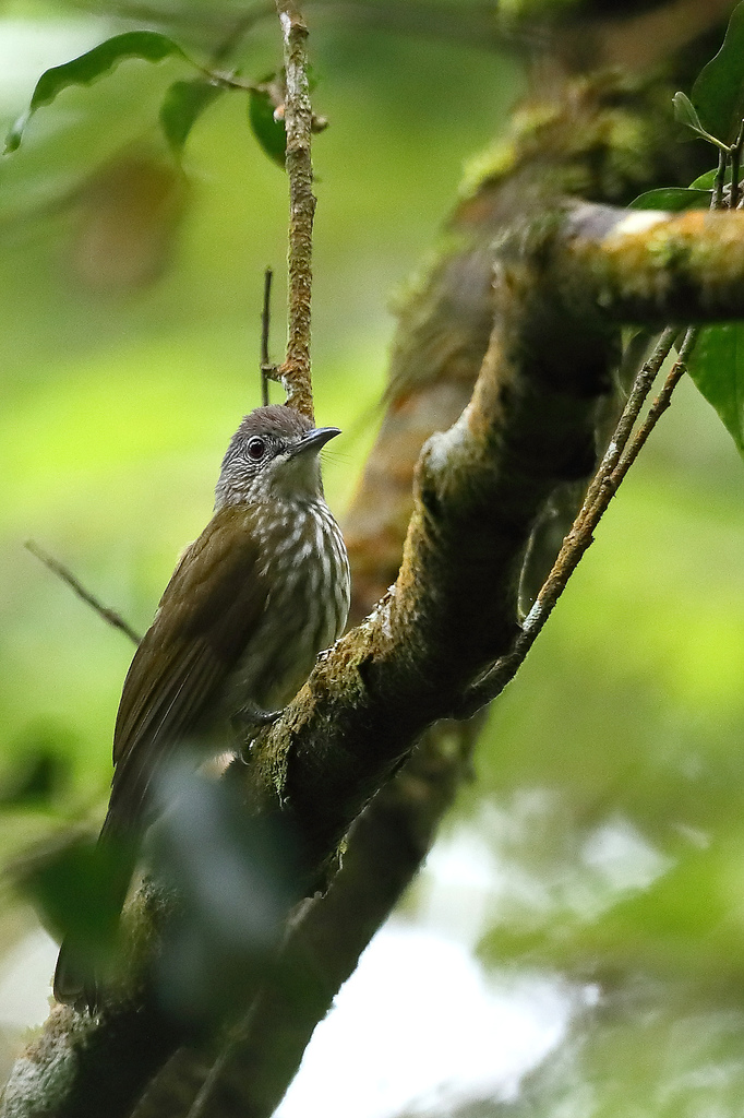 Javan Bulbul (Ixos virescens) photo