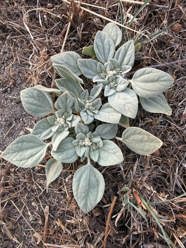 iNaturalist observation photo of turkey mullein
