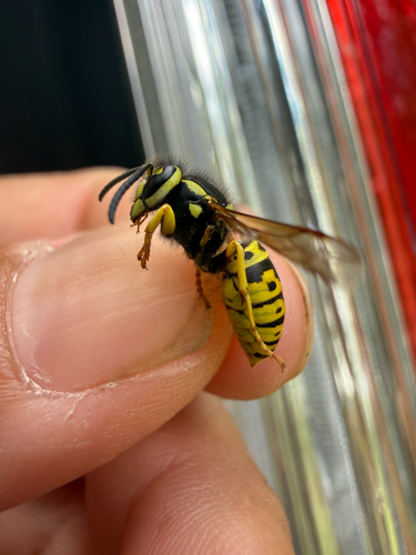 iNaturalist observation photo of Prairie Yellowjacket